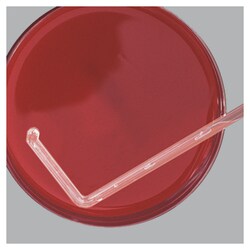 Thermo Fisher Cell Culture Utensils (Nunc): Scrapers, Lifters & Spreaders