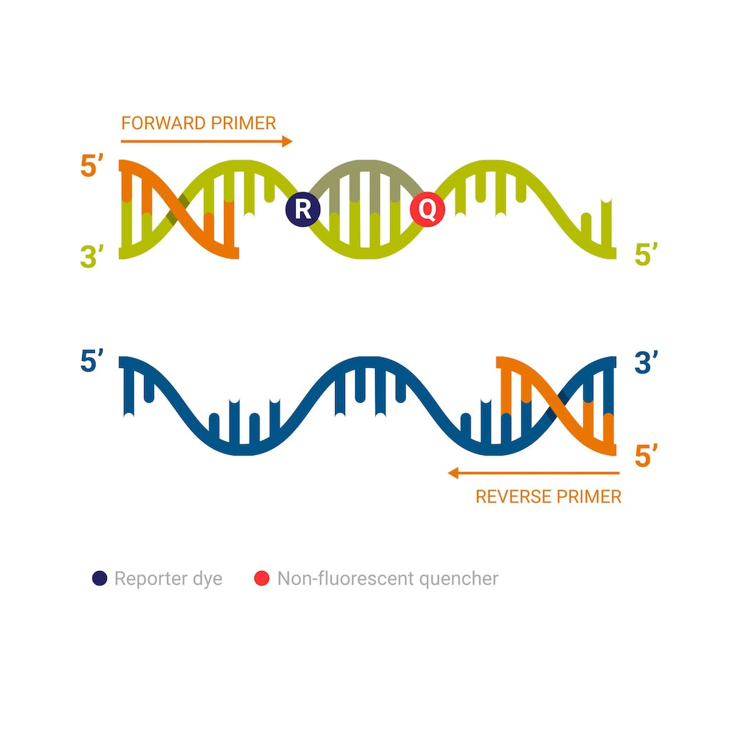 Thermo Fisher PCR Equipment & Supplies: Instruments, Master Mixes & Plastics